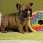 Lissa-female-french-bulldog-puppy-for-sale-1 (2)