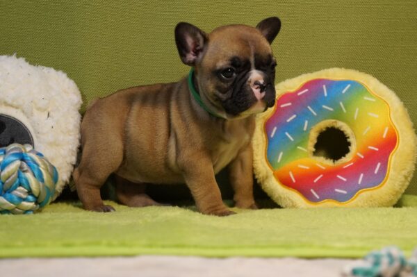 Lissa French Bulldog Lissa French Bulldog