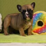 Lissa-female-french-bulldog-puppy-for-sale-1 (3)
