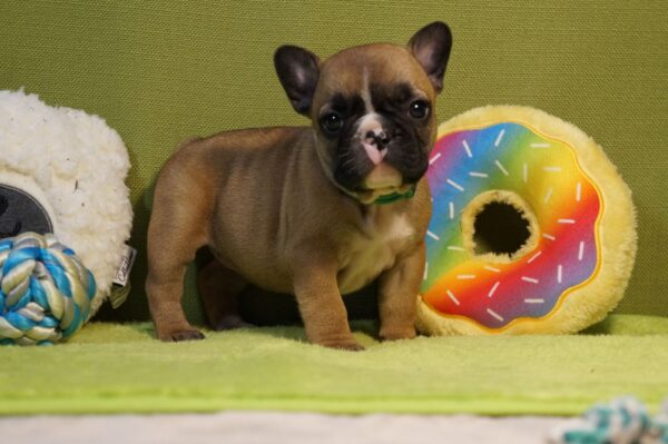 Lissa French Bulldog Lissa French Bulldog