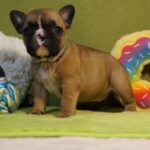 Lissa-female-french-bulldog-puppy-for-sale-1 (4)