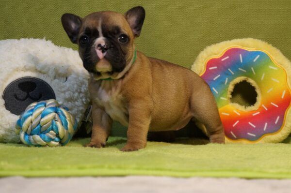 Lissa French Bulldog Lissa French Bulldog