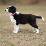 Lixa-female-Border-Collie-puppy-for-sale-1