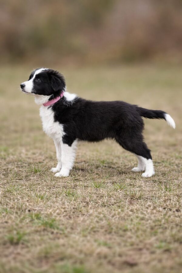 Lixa Border Collie Lixa Border Collie