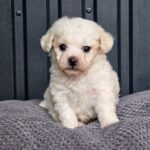 Lars Maltipoo