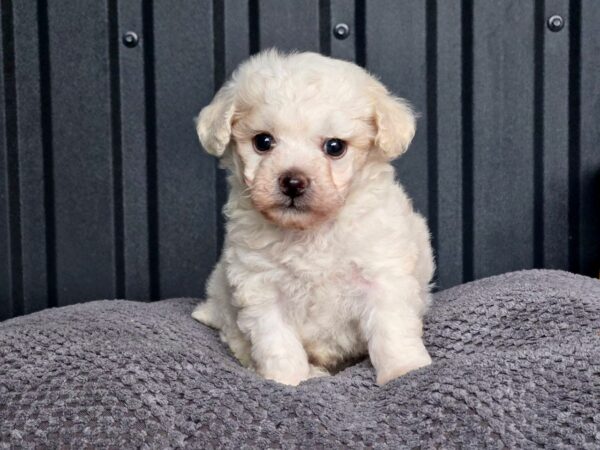 Locky Maltipoo