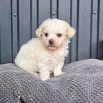 Locky-male-Maltipoo-puppy-for-sale-2