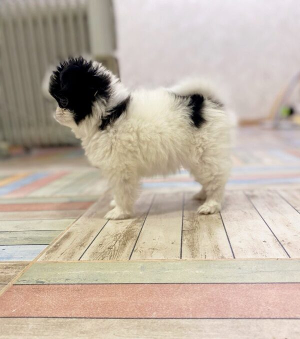 Lorelai Chin Lorelai Chin