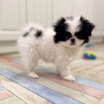 Lorelai-female-Chin-puppy-for-sale-2