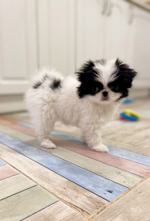 Lorelai Chin Lorelai Chin