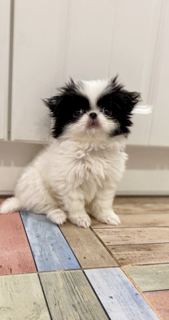 Lorelai Chin Lorelai Chin