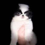 Lorelai-female-Chin-puppy-for-sale-4