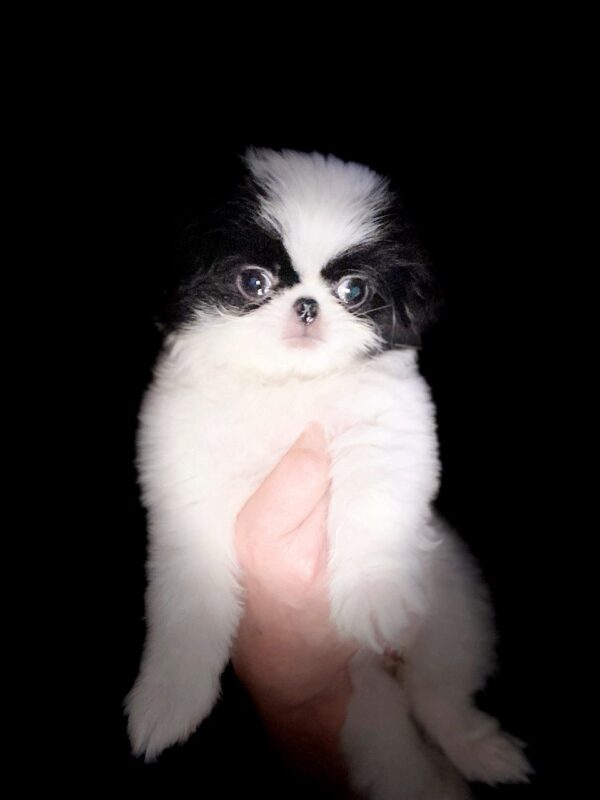 Lorelai Chin Lorelai Chin