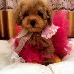 Lorri-female-Poodle-puppy-for-sale-1