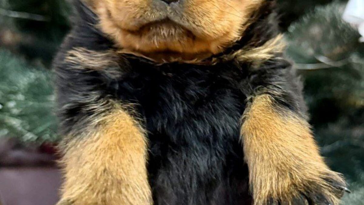 Rottweiler Puppies Sacramento | Vom Blaustadt Rottweilers, image size:1200x675