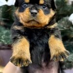 Lorry-female-Rottweiler-puppy-for-sale-1
