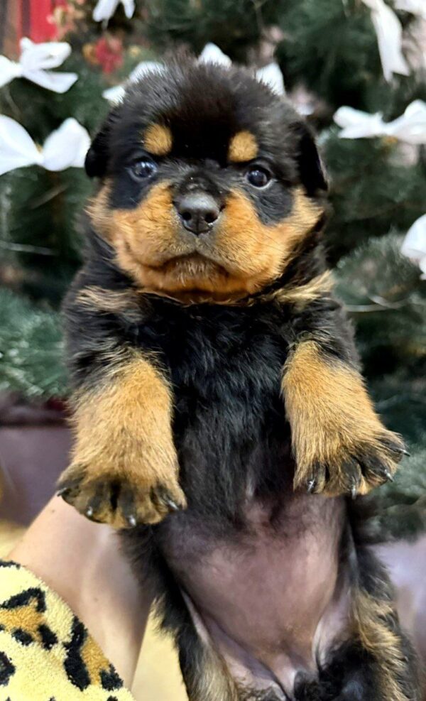 Lorry Rottweiler Lorry Rottweiler