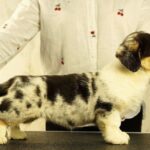 Lottie-female-Welsh-Corgi-puppy-for-sale-1