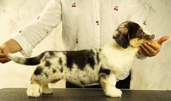 Lottie Welsh Corgi Lottie Welsh Corgi