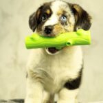 Lottie-female-Welsh-Corgi-puppy-for-sale-2