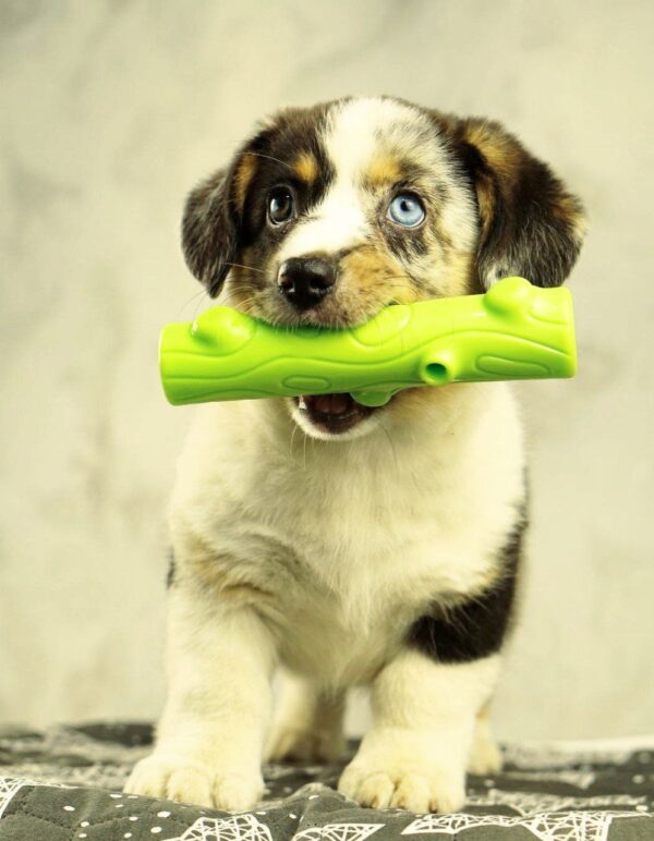 Lottie Welsh Corgi Lottie Welsh Corgi