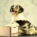 Lottie-female-Welsh-Corgi-puppy-for-sale-3