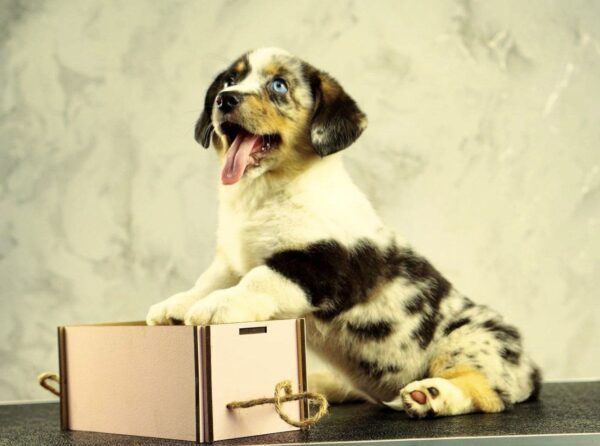 Lottie Welsh Corgi Lottie Welsh Corgi