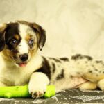 Lottie-female-Welsh-Corgi-puppy-for-sale-4
