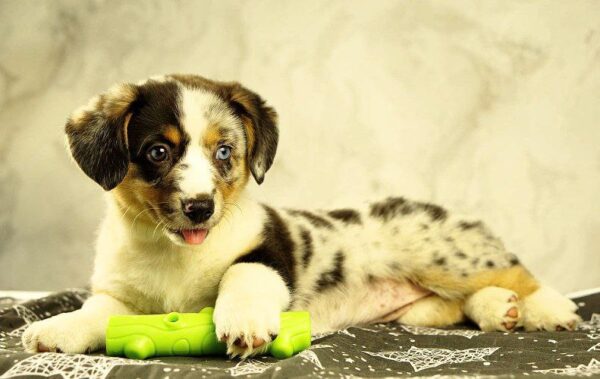 Lottie Welsh Corgi Lottie Welsh Corgi