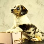 Lottie-female-Welsh-Corgi-puppy-for-sale-5