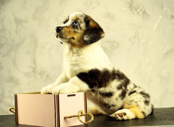 Lottie Welsh Corgi Lottie Welsh Corgi