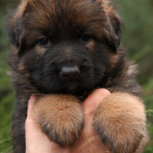 Lucas German Shepherd