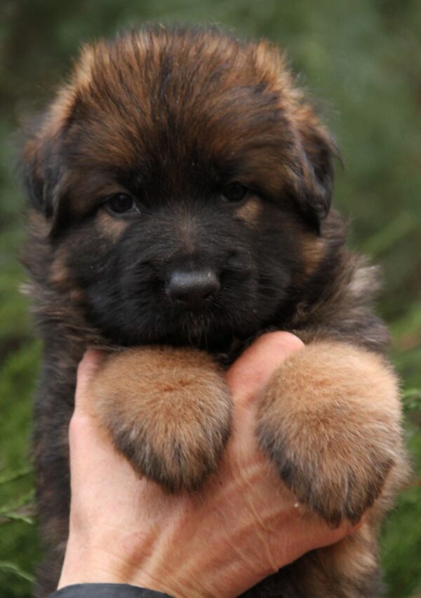 Lucas German Shepherd