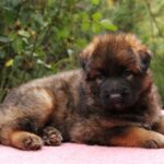 Lion German Shepherd