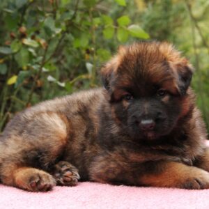 Lucas German Shepherd