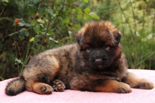 Lucas German Shepherd