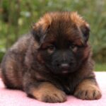 Lucas-male-German-shepherd-puppy-for-sale-1 (3)