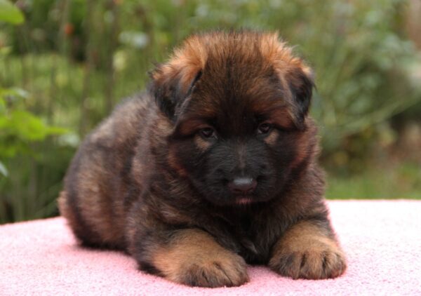 Lucas German Shepherd