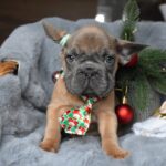 Luciano-male-french-bulldog-puppy-for-sale-1 (1)