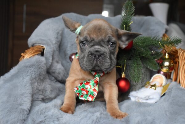 Luciano Big Rope French Bulldog Luciano Big Rope French Bulldog