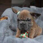 Luciano-male-french-bulldog-puppy-for-sale-1 (2)