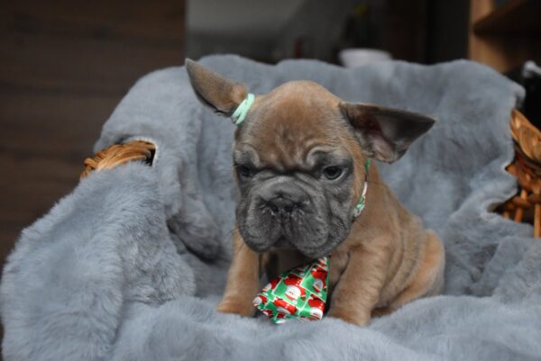 Luciano Big Rope French Bulldog Luciano Big Rope French Bulldog