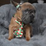 Luciano-male-french-bulldog-puppy-for-sale-1 (3)