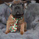 Luciano-male-french-bulldog-puppy-for-sale-1 (4)