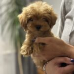 Luka-male-maltipoo-puppy-for-sale-1 (1)