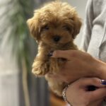 Luka-male-maltipoo-puppy-for-sale-1 (2)