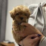Luka-male-maltipoo-puppy-for-sale-1 (4)