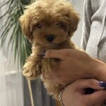Luka-male-maltipoo-puppy-for-sale-1 (5)