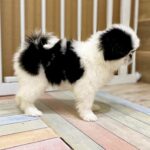 Lumi-female-Chin-puppy-for-sale-1