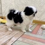 Lumi-female-Chin-puppy-for-sale-2
